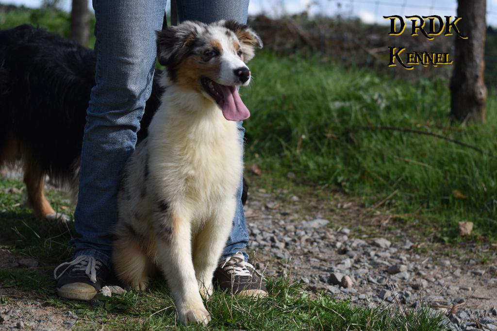 Du Royaume Des Khaleesis - Chiot disponible  - Berger Australien