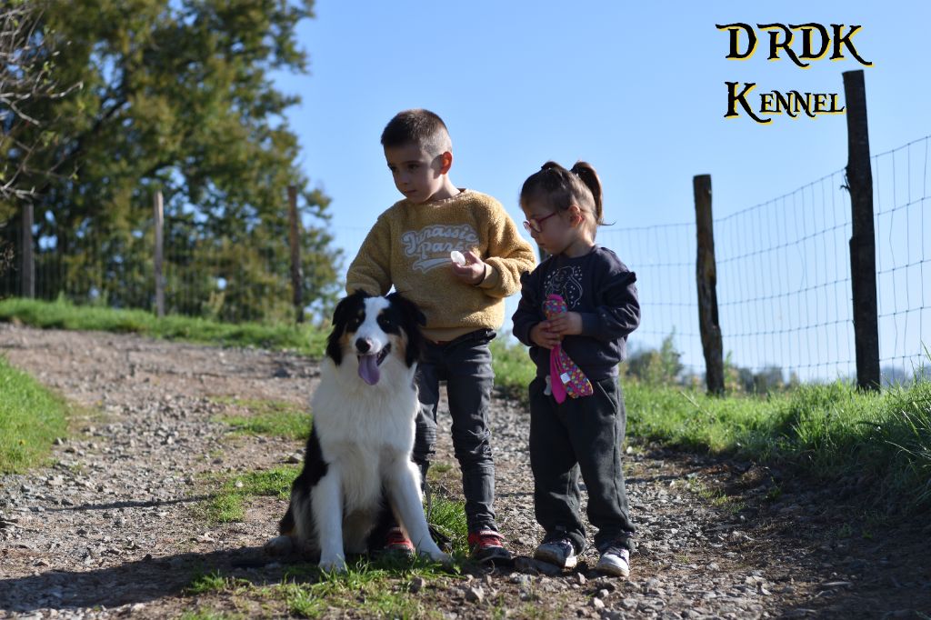 Du Royaume Des Khaleesis - Chiot disponible  - Berger Australien