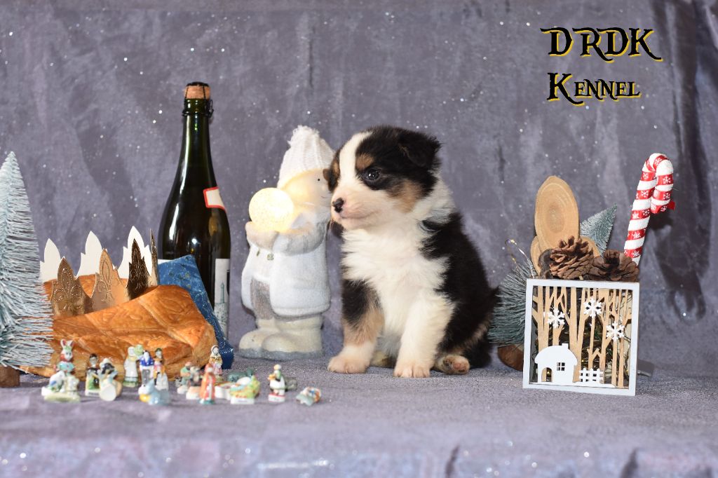 Du Royaume Des Khaleesis - Chiot disponible  - Berger Australien