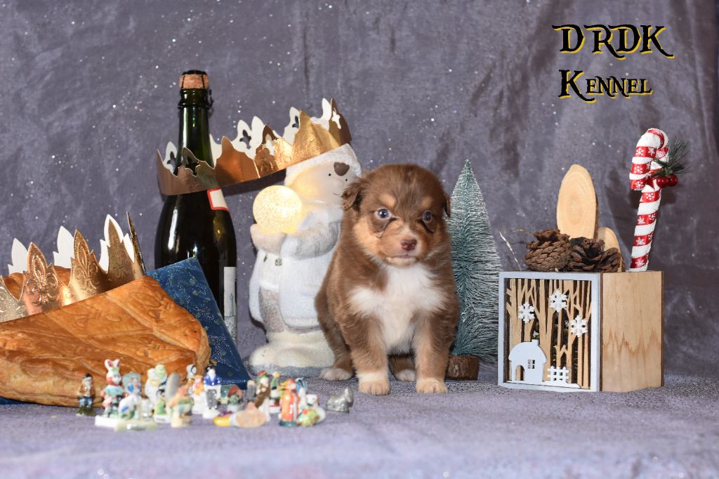 Du Royaume Des Khaleesis - Chiot disponible  - Berger Australien