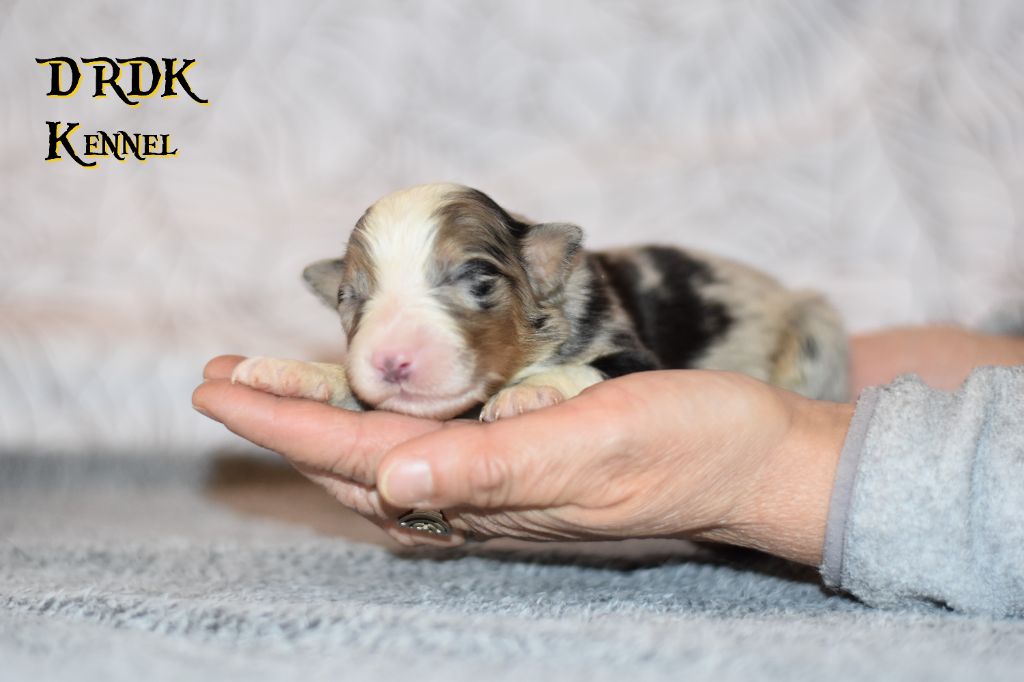 Du Royaume Des Khaleesis - Chiot disponible  - Berger Australien