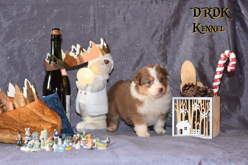 Du Royaume Des Khaleesis - Chiot disponible  - Berger Australien