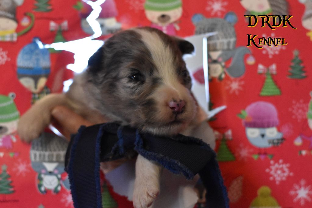 Du Royaume Des Khaleesis - Chiot disponible  - Berger Australien