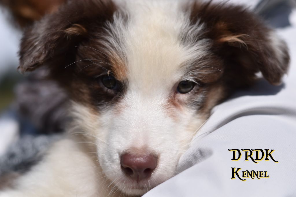 Du Royaume Des Khaleesis - Chiot disponible  - Berger Australien