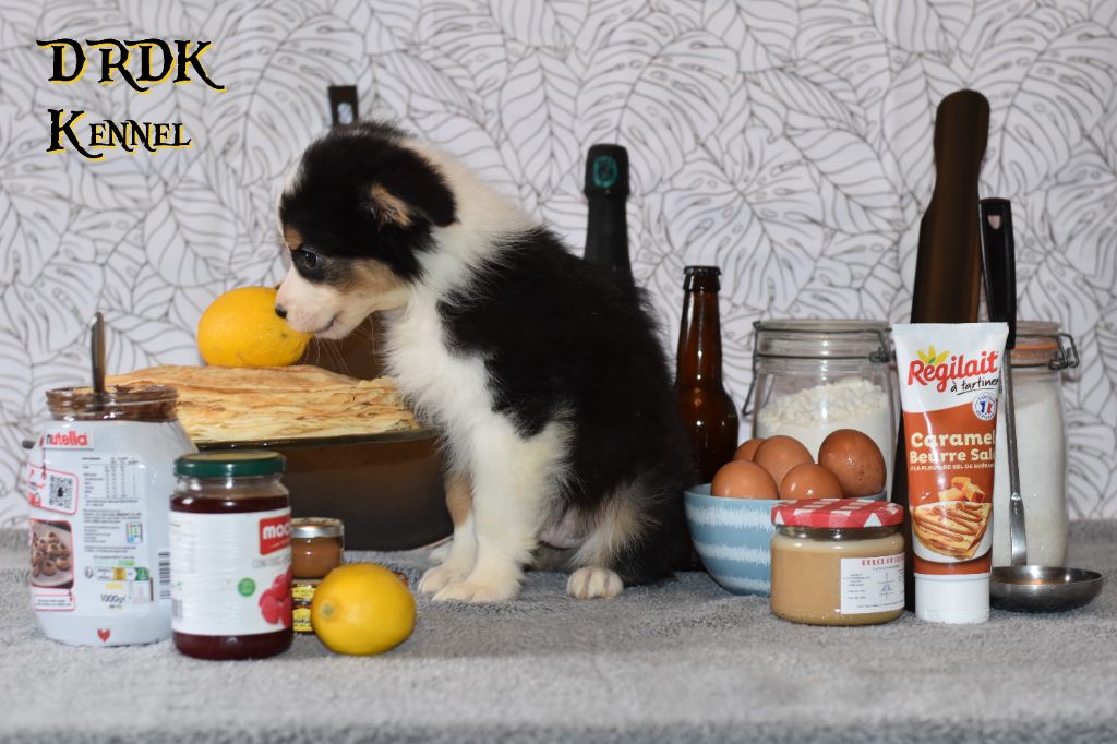 Du Royaume Des Khaleesis - Chiot disponible  - Berger Australien