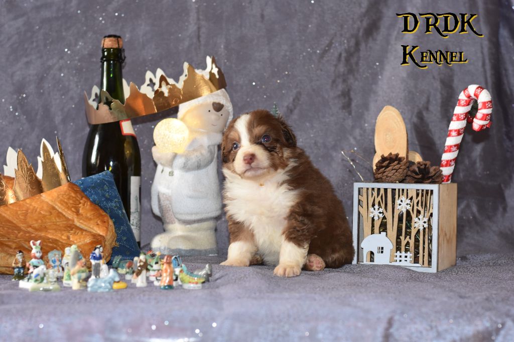 Du Royaume Des Khaleesis - Chiot disponible  - Berger Australien