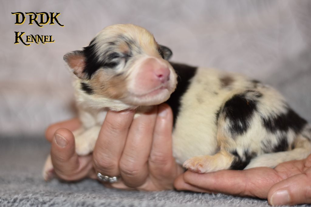 Du Royaume Des Khaleesis - Chiot disponible  - Berger Australien