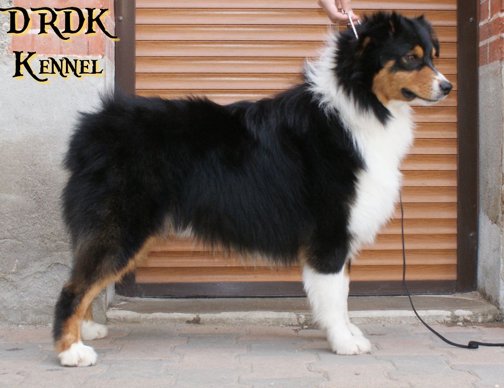 North king jon snow (dit snow) Du Royaume Des Khaleesis