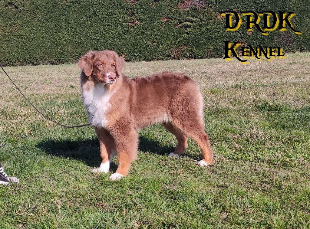 Royal red pearl (dite ruby) Du Royaume Des Khaleesis