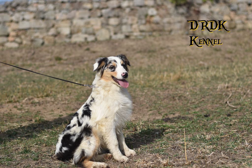 Una storia importante dite freyja Du Royaume Des Khaleesis