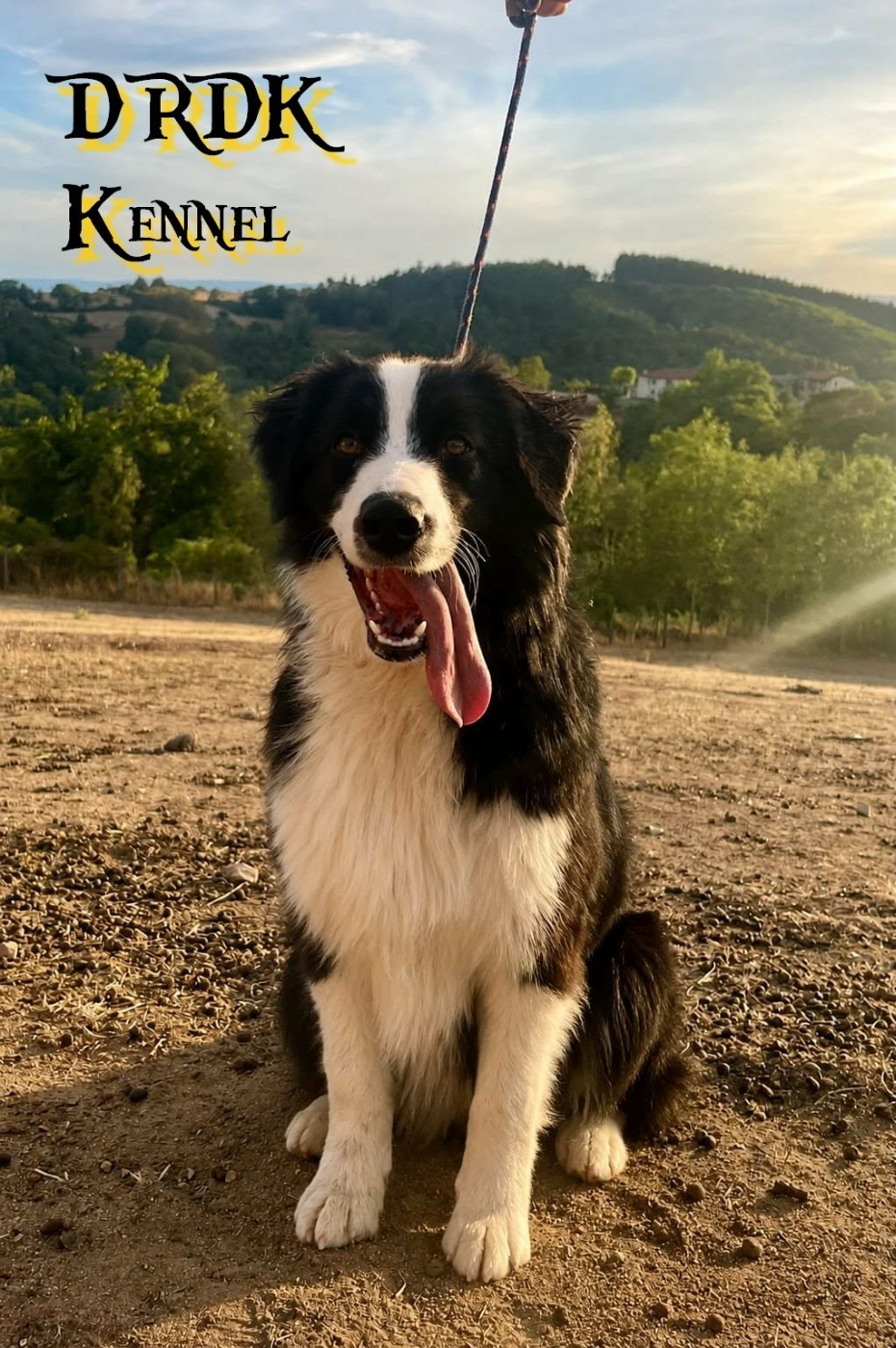 Bandit (dit Uthred) (Sans Affixe)