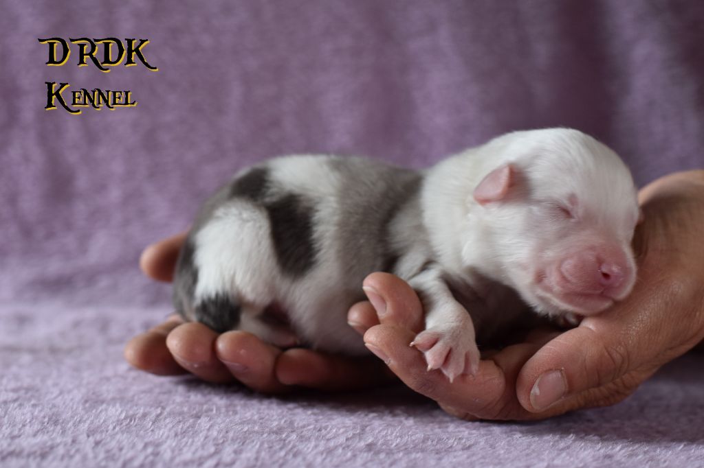 Du Royaume Des Khaleesis - Chiots disponibles - Berger Australien