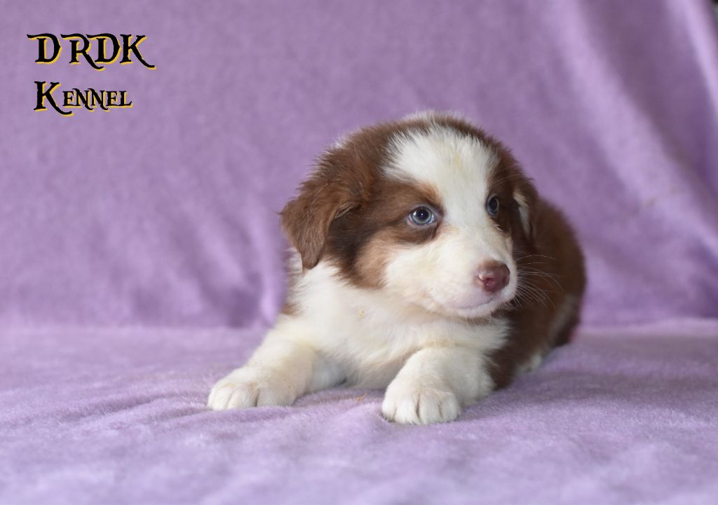 Du Royaume Des Khaleesis - Chiots disponibles - Berger Australien