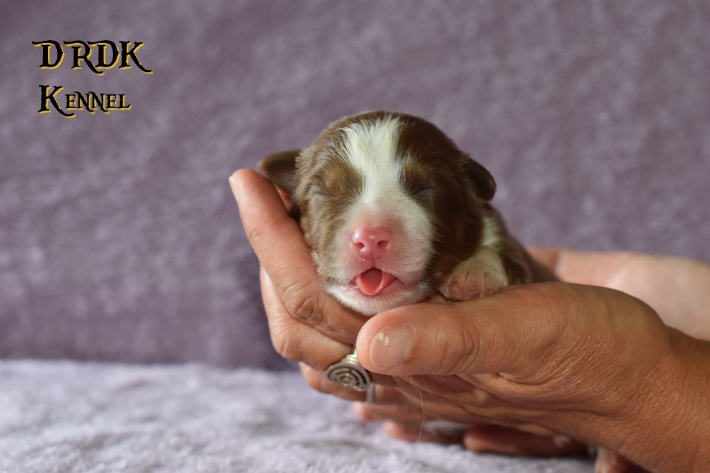 Du Royaume Des Khaleesis - Chiots disponibles - Berger Australien