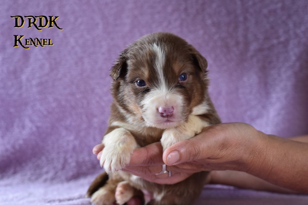 Du Royaume Des Khaleesis - Chiots disponibles - Berger Australien