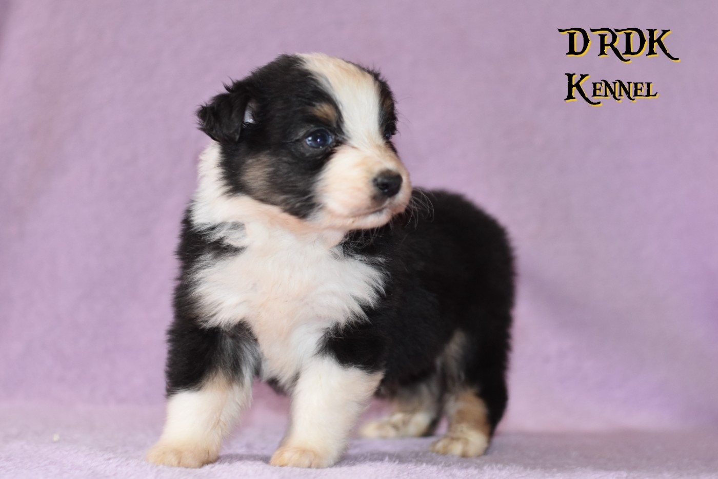 Du Royaume Des Khaleesis - Chiots disponibles - Berger Australien