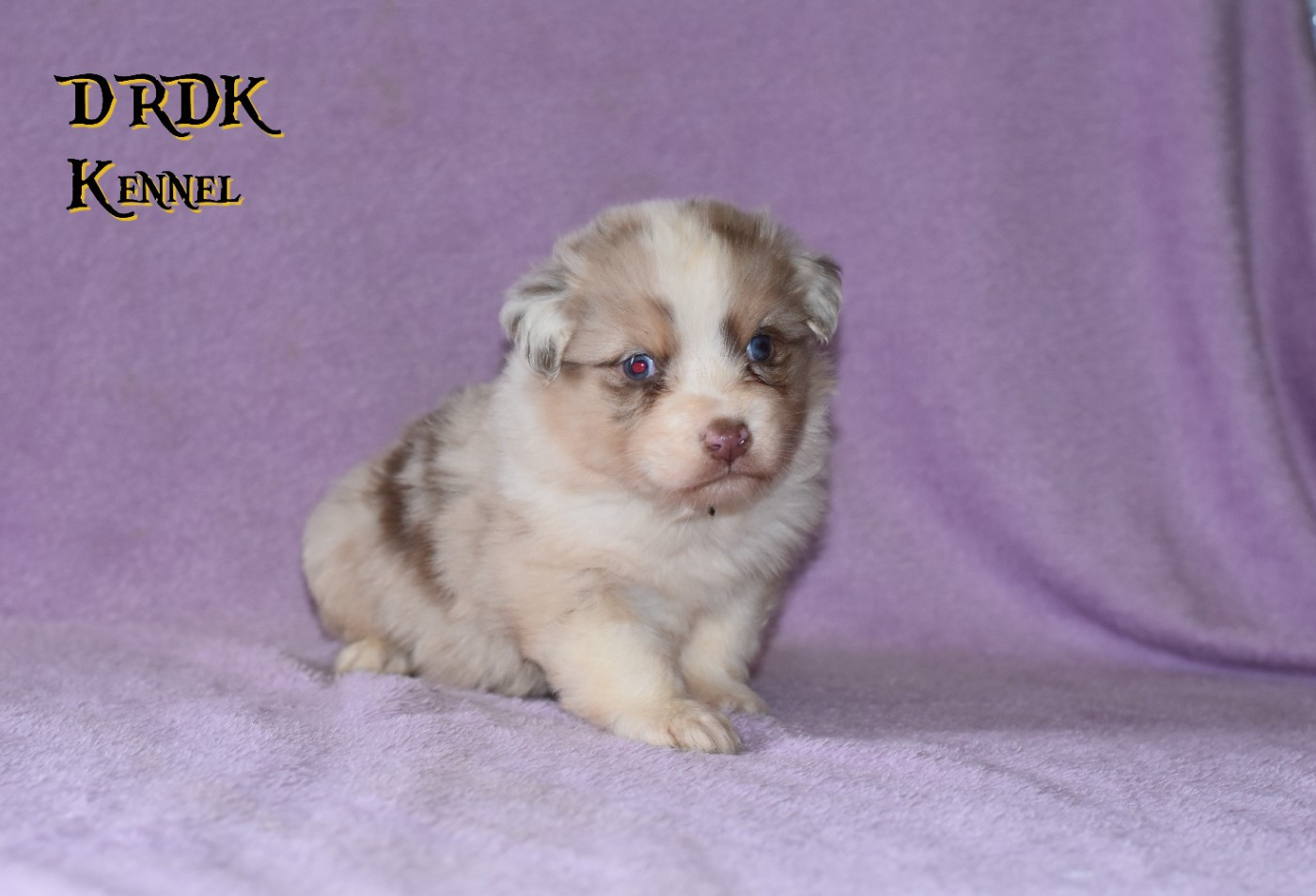 Du Royaume Des Khaleesis - Chiots disponibles - Berger Australien