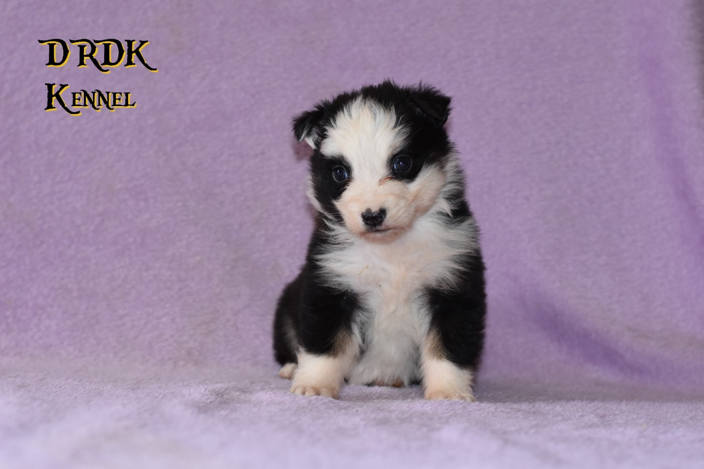 Du Royaume Des Khaleesis - Chiots disponibles - Berger Australien