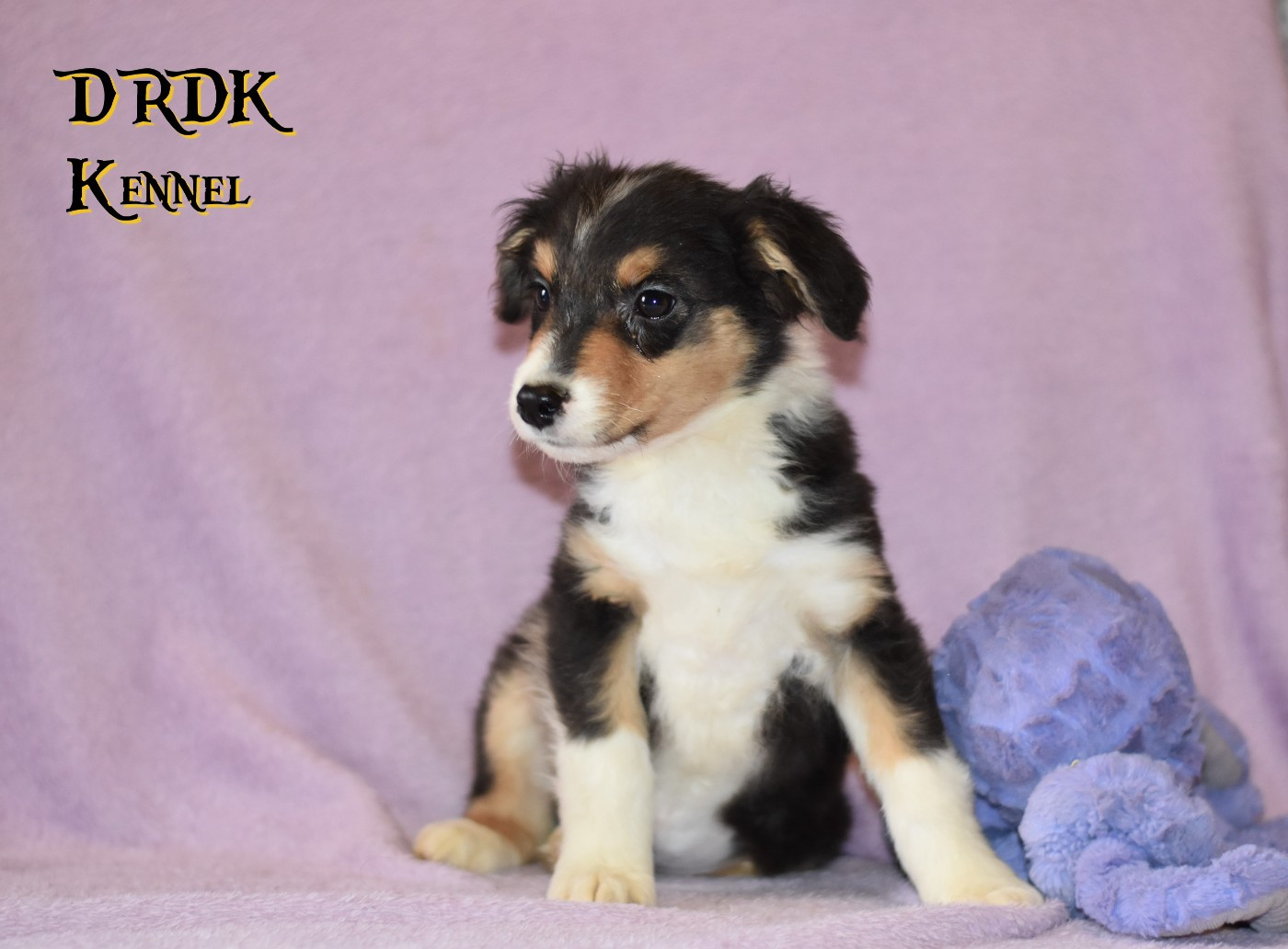 Du Royaume Des Khaleesis - Chiots disponibles - Berger Australien