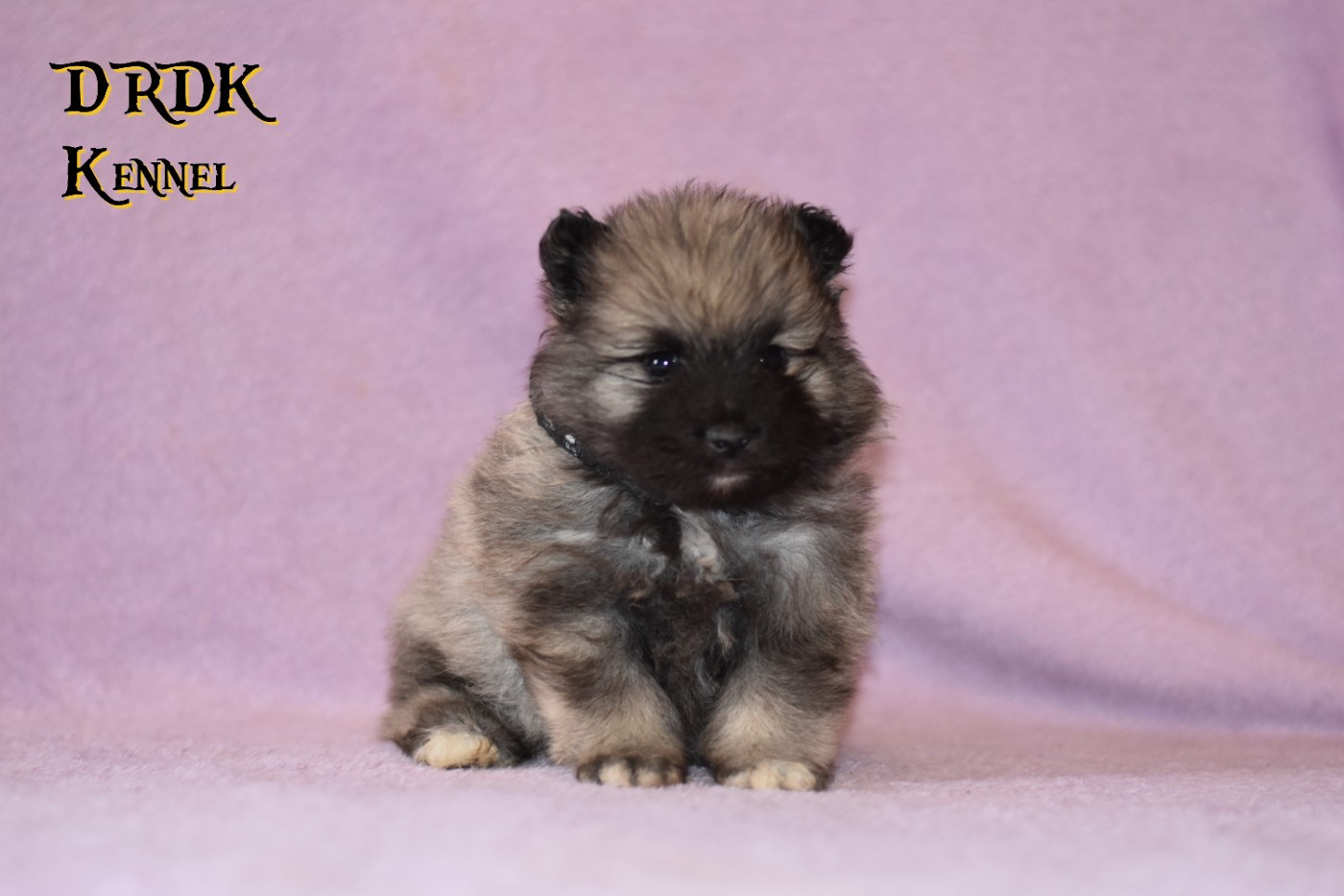 Du Royaume Des Khaleesis - Chiots disponibles - Spitz allemand