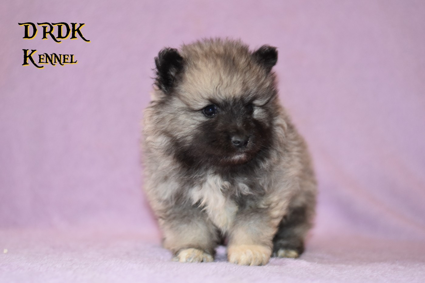 Du Royaume Des Khaleesis - Chiots disponibles - Spitz allemand