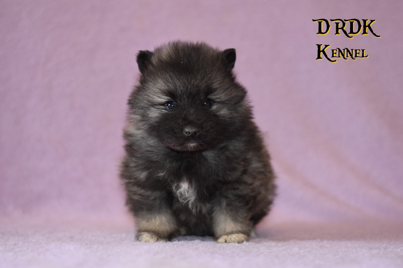 Du Royaume Des Khaleesis - Chiots disponibles - Spitz allemand