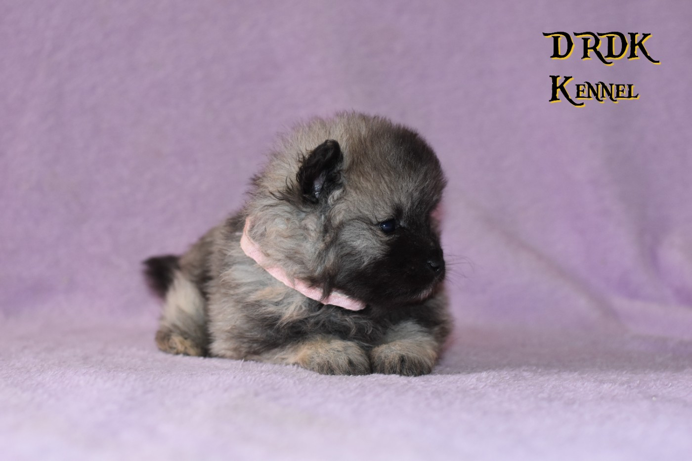 Du Royaume Des Khaleesis - Chiots disponibles - Spitz allemand