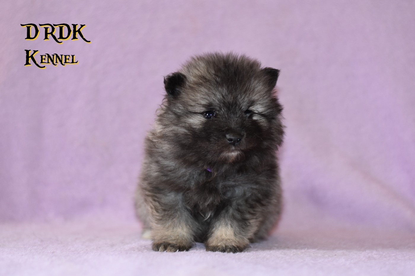 Du Royaume Des Khaleesis - Chiots disponibles - Spitz allemand