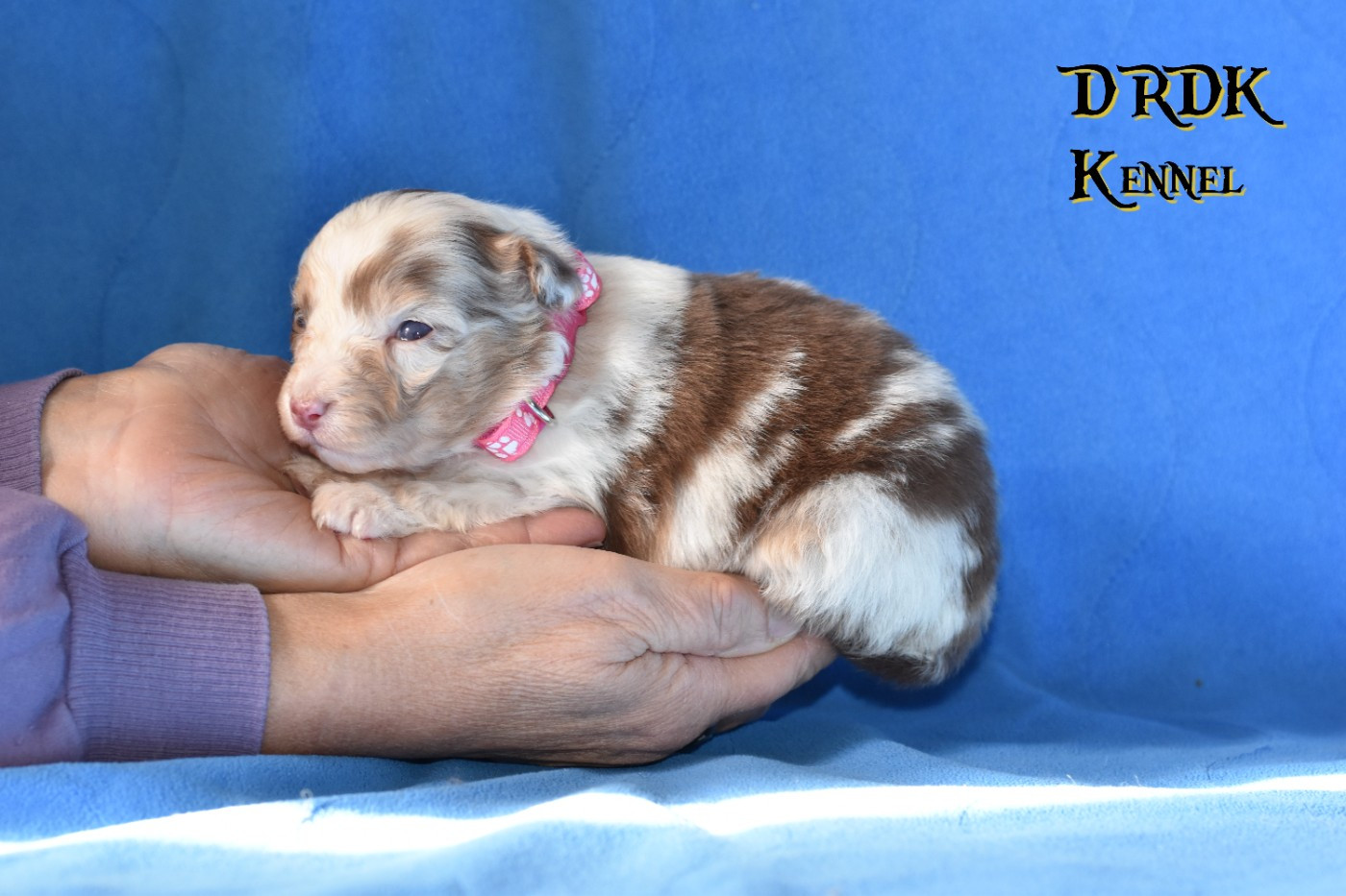 Du Royaume Des Khaleesis - Chiots disponibles - Berger Australien
