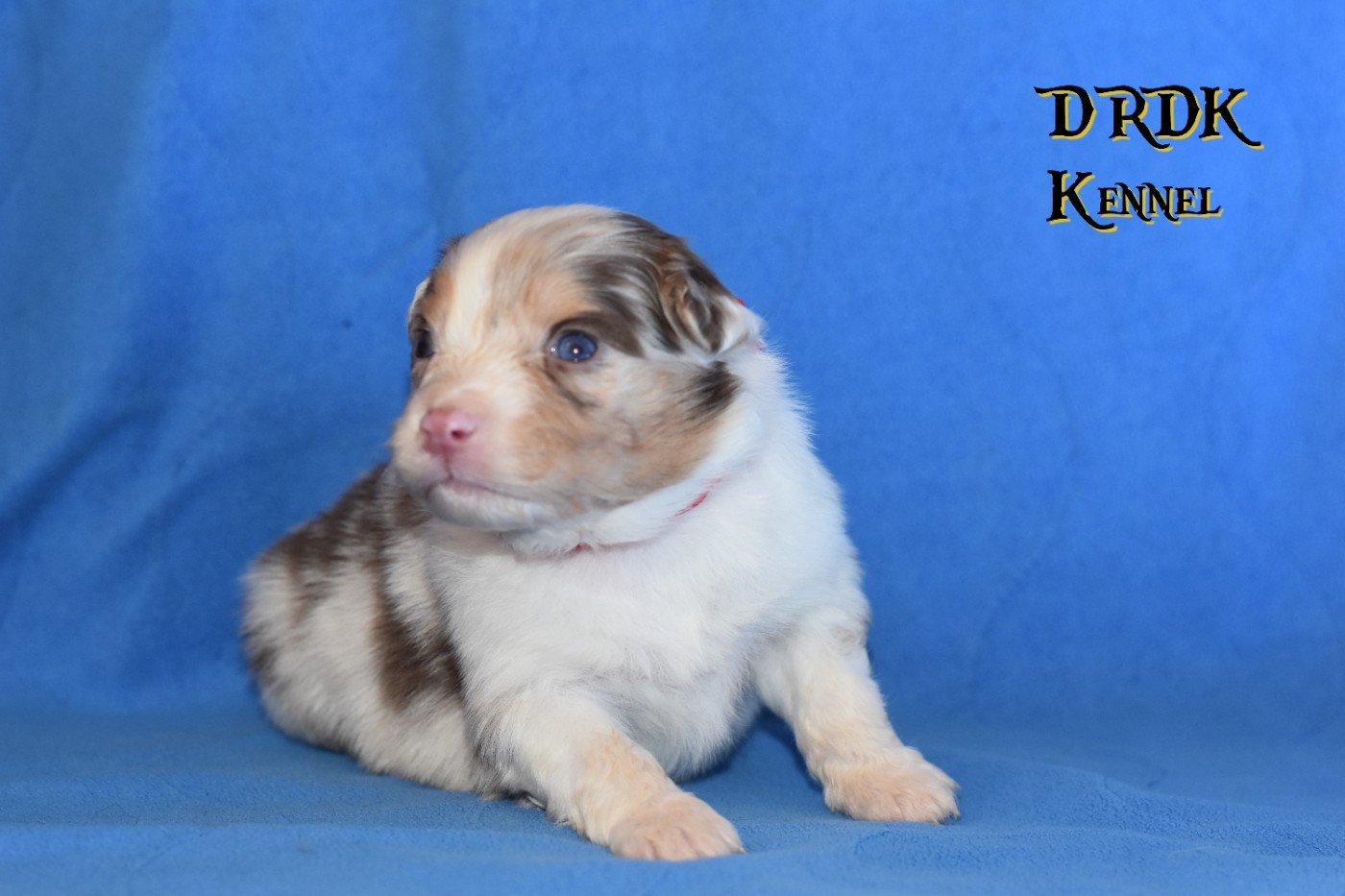 Du Royaume Des Khaleesis - Chiots disponibles - Berger Australien