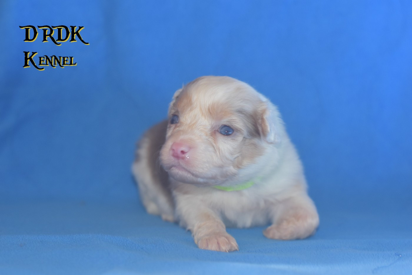 Du Royaume Des Khaleesis - Chiots disponibles - Berger Australien