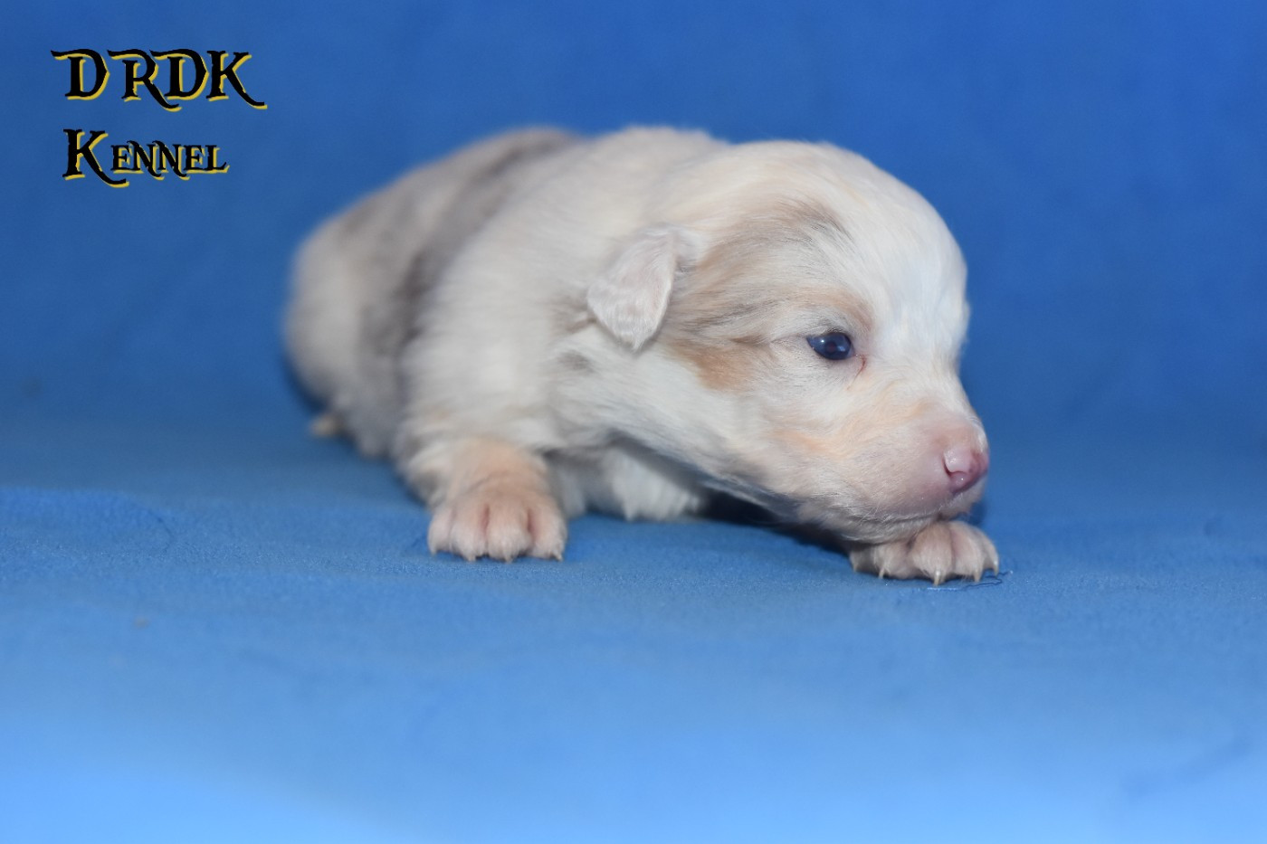 Du Royaume Des Khaleesis - Chiots disponibles - Berger Australien