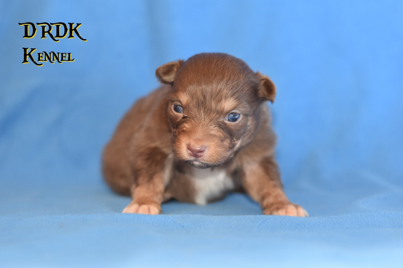 Du Royaume Des Khaleesis - Chiots disponibles - Berger Australien