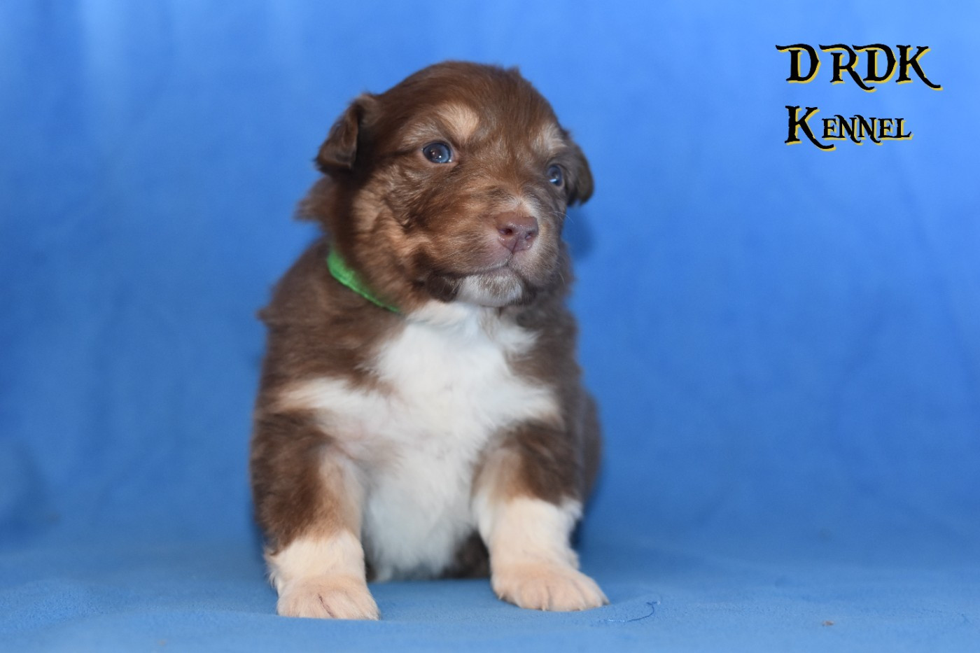 Du Royaume Des Khaleesis - Chiots disponibles - Berger Australien