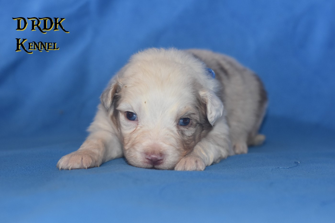 Du Royaume Des Khaleesis - Chiots disponibles - Berger Australien