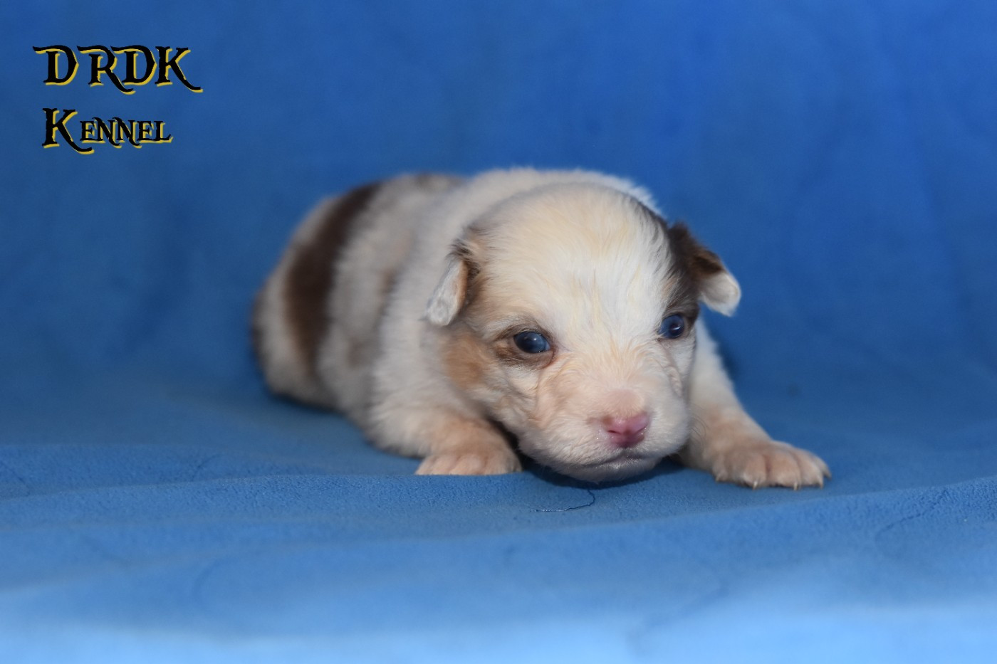 Du Royaume Des Khaleesis - Chiots disponibles - Berger Australien