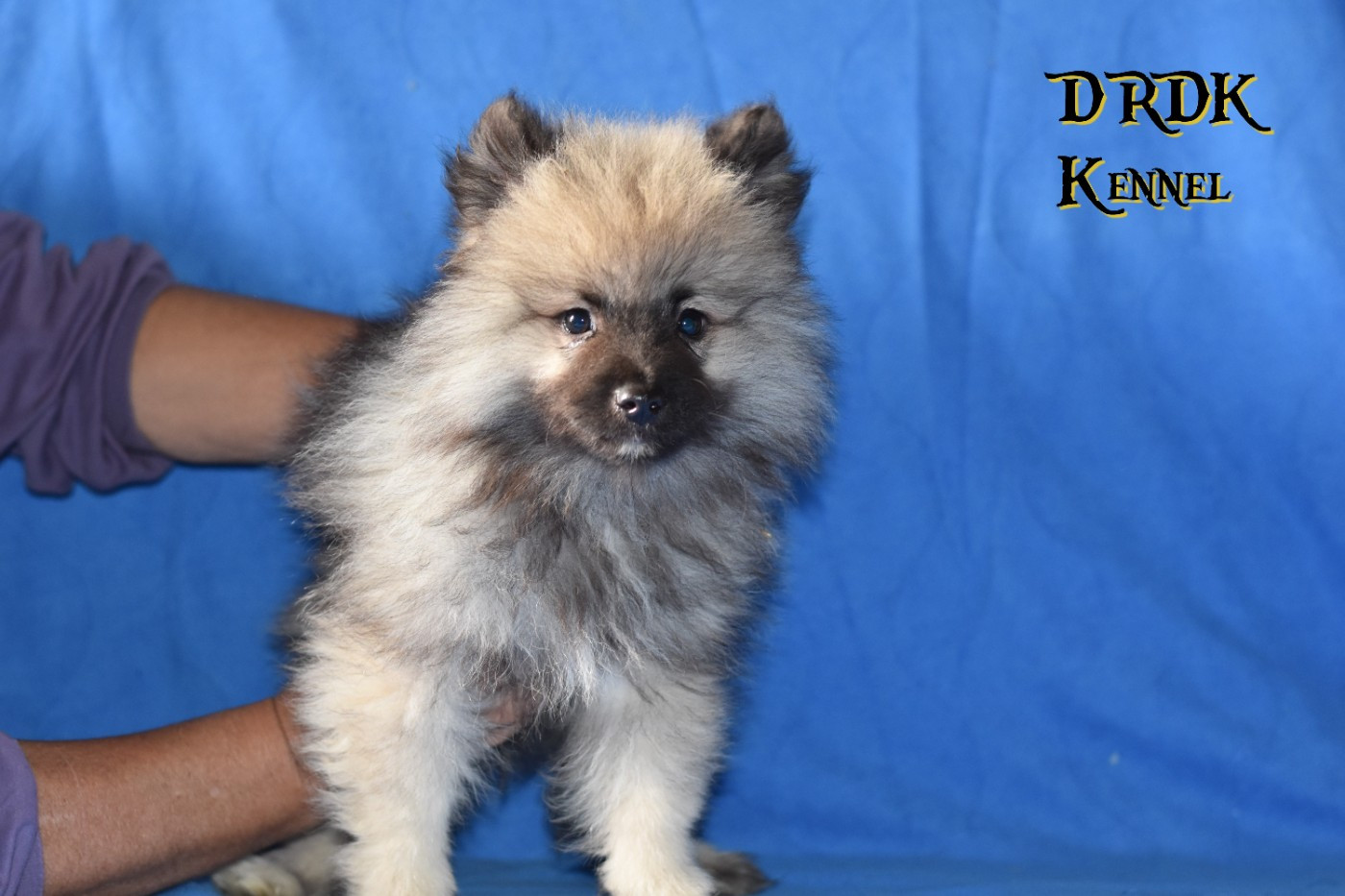 Du Royaume Des Khaleesis - Chiots disponibles - Spitz allemand