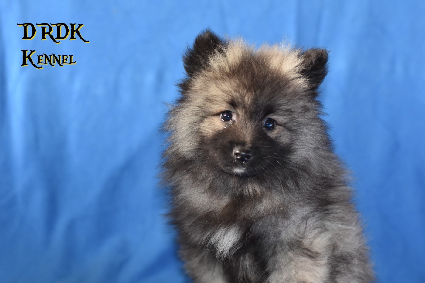 Du Royaume Des Khaleesis - Chiots disponibles - Spitz allemand