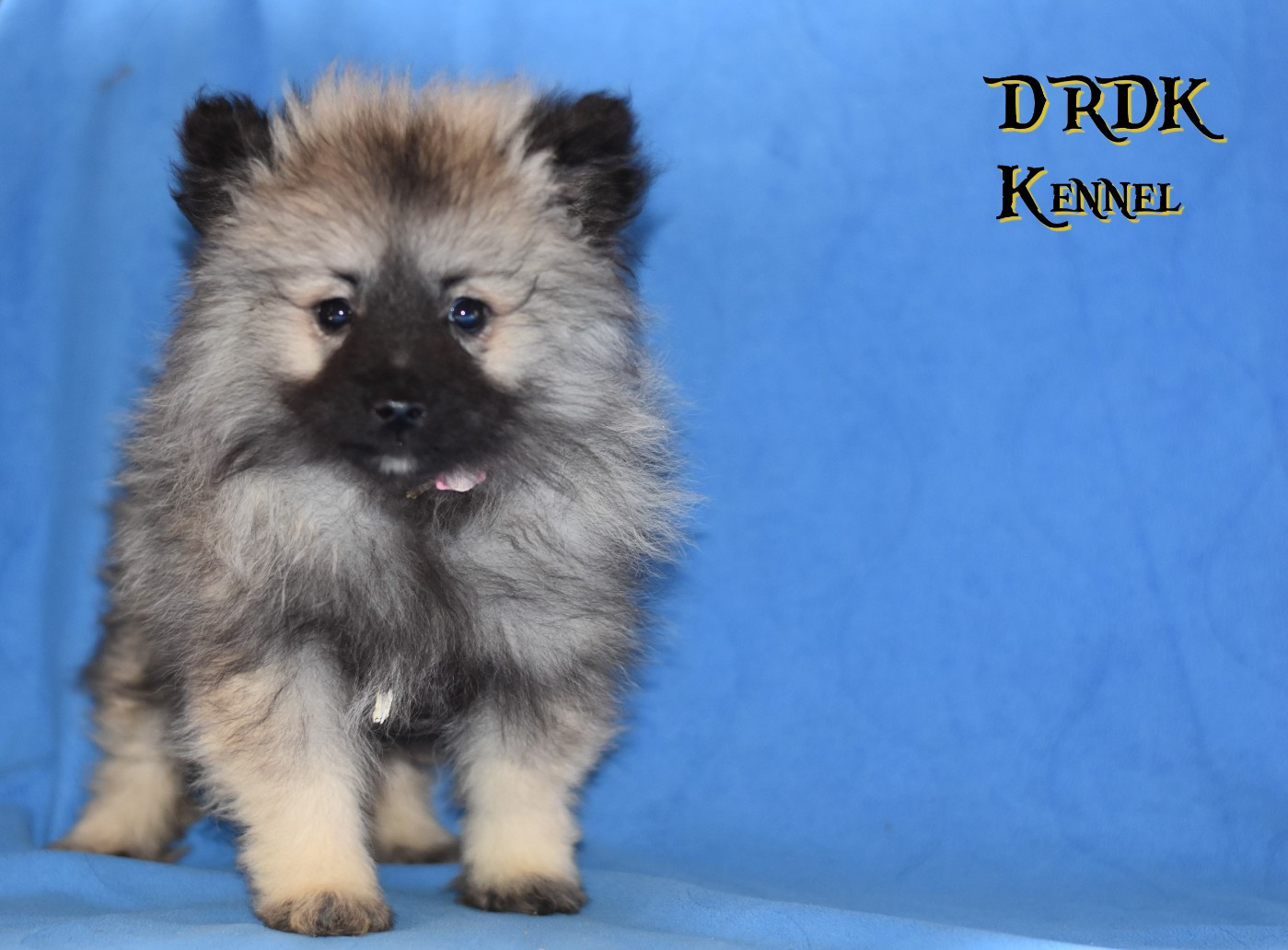 Du Royaume Des Khaleesis - Chiots disponibles - Spitz allemand