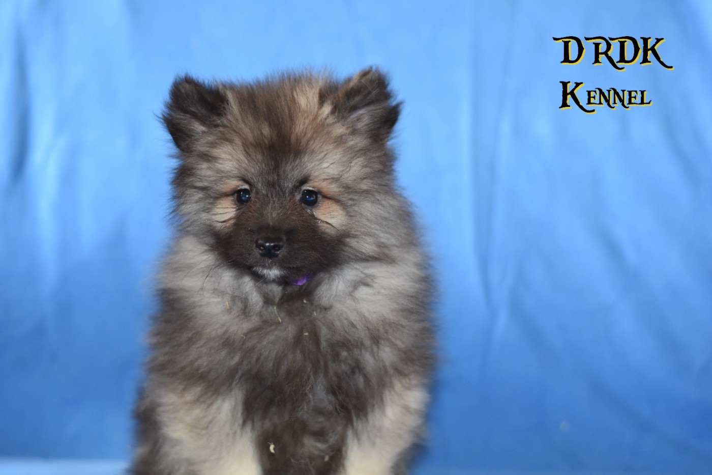 Du Royaume Des Khaleesis - Chiots disponibles - Spitz allemand