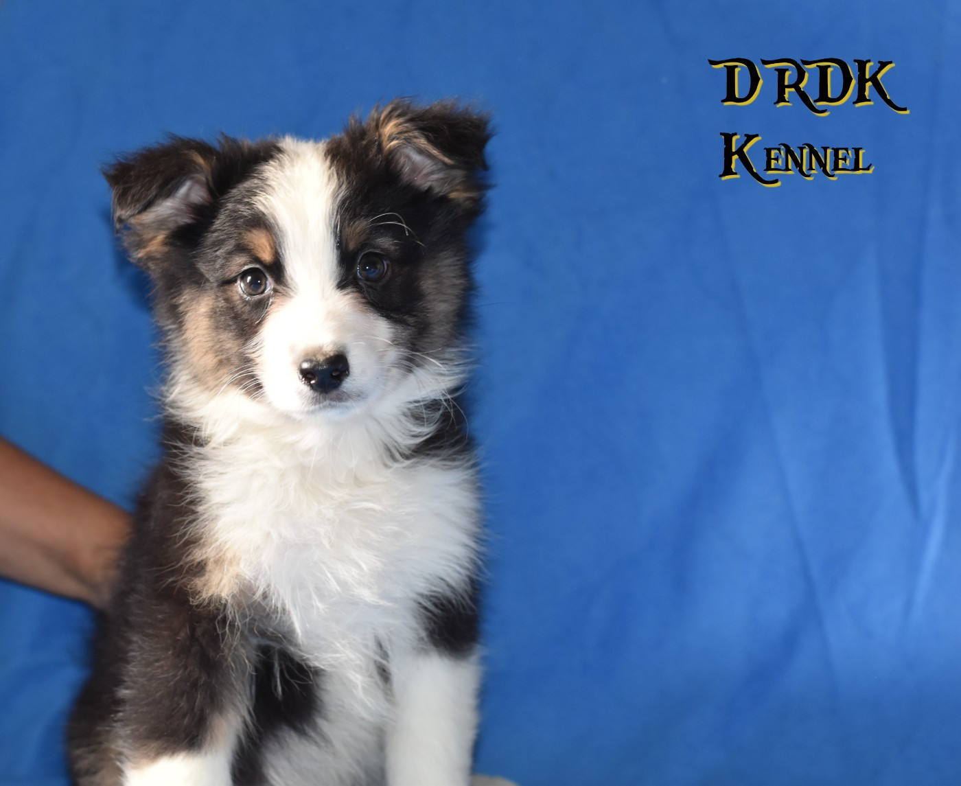 Du Royaume Des Khaleesis - Chiots disponibles - Berger Australien