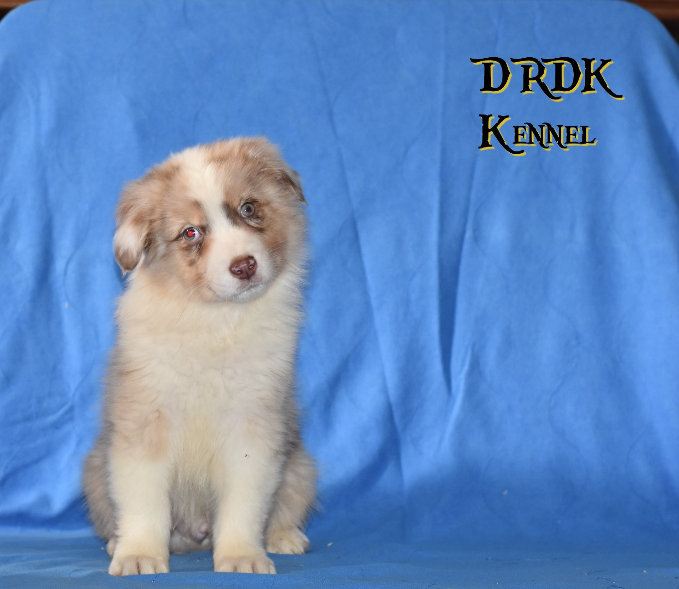 Du Royaume Des Khaleesis - Chiots disponibles - Berger Australien