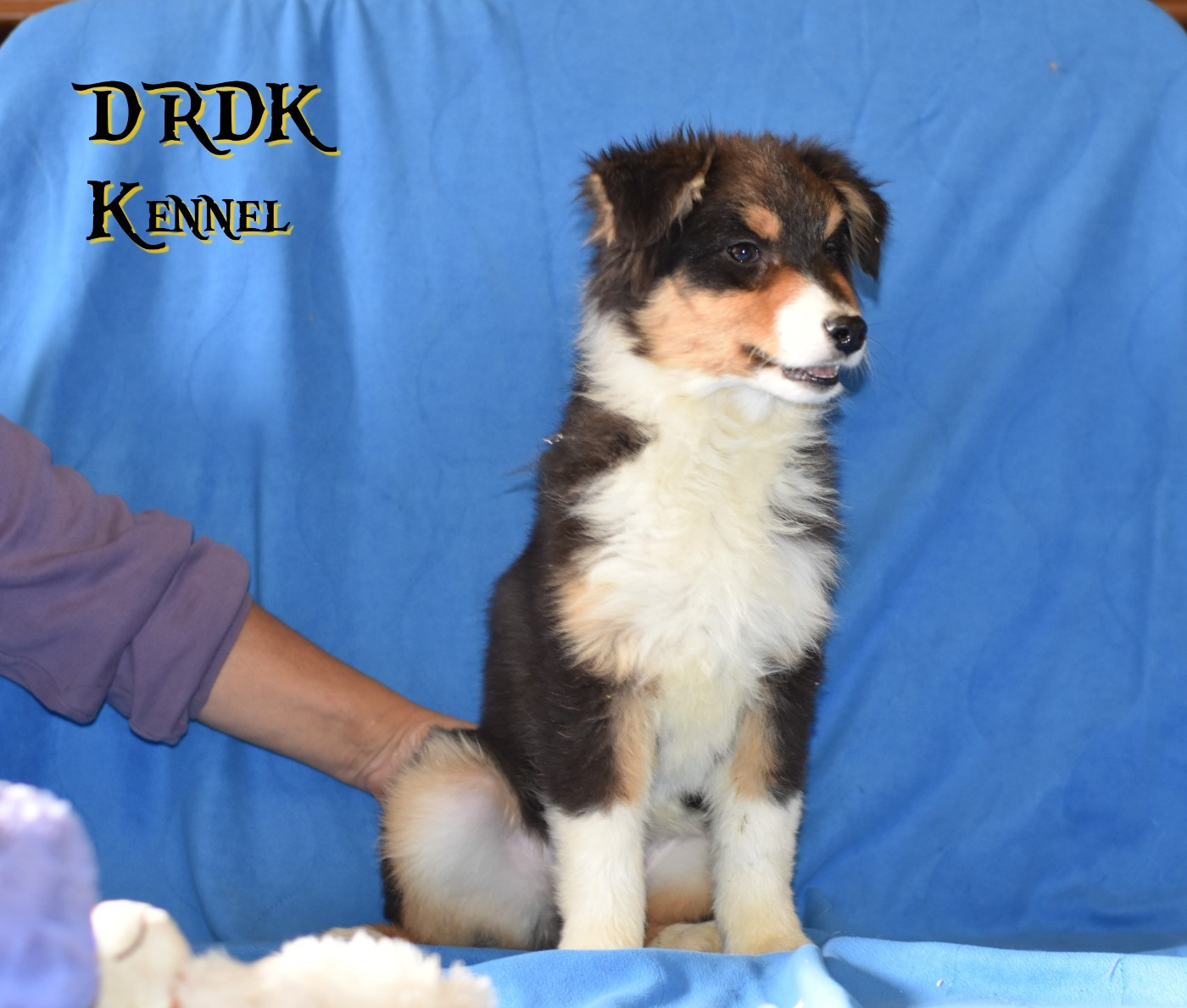 Du Royaume Des Khaleesis - Chiots disponibles - Berger Australien