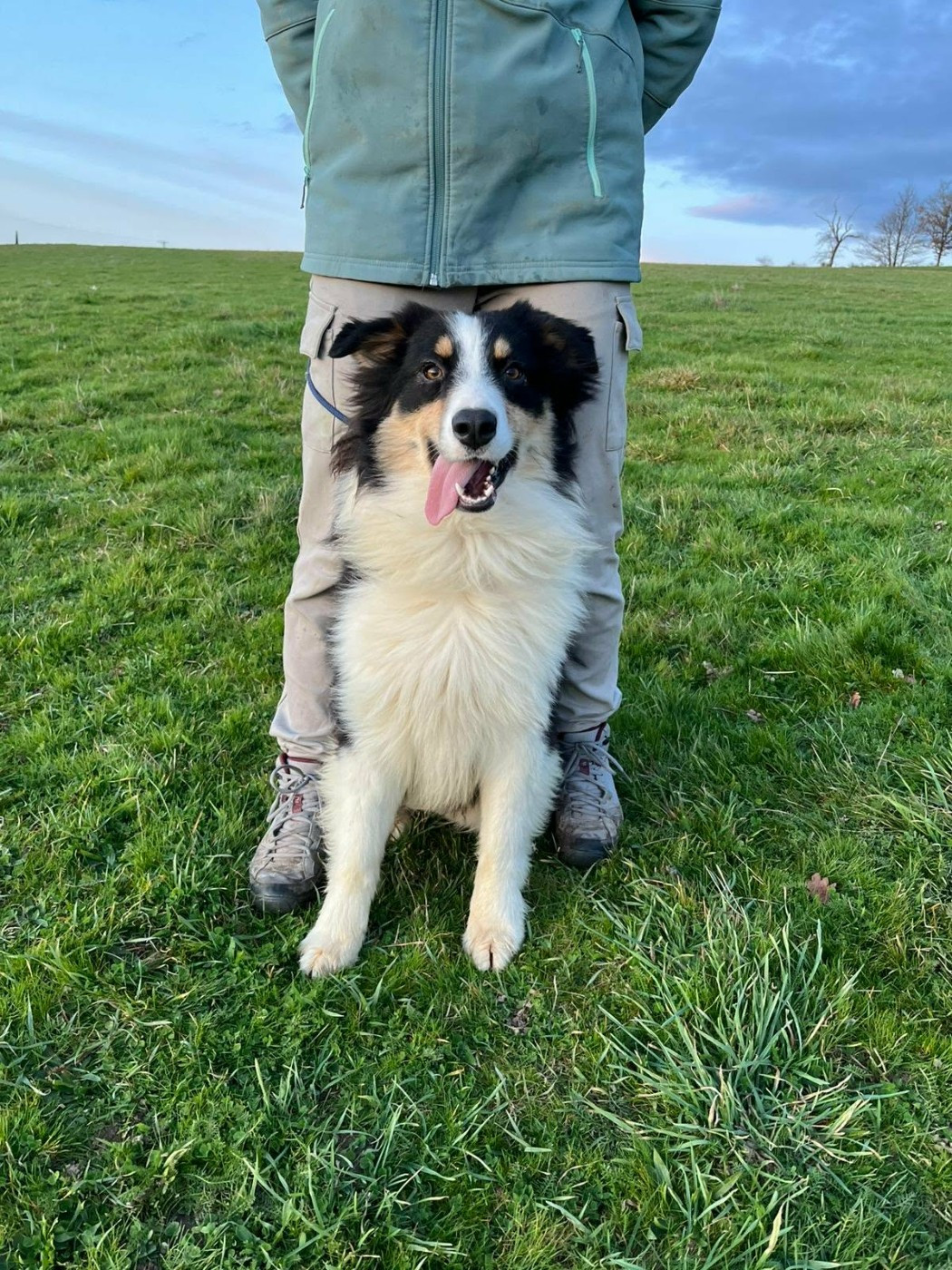 Du Royaume Des Khaleesis - Chiots disponibles - Berger Australien