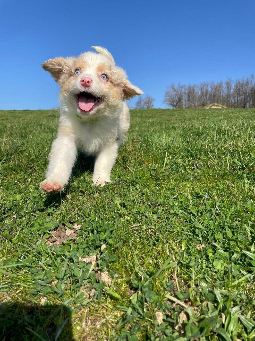 Du Royaume Des Khaleesis - Chiots disponibles - Berger Australien