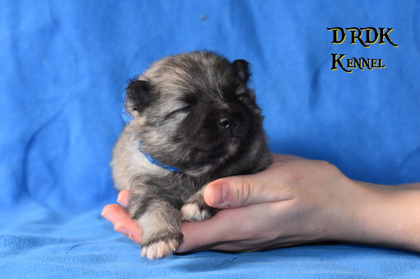 Du Royaume Des Khaleesis - Chiots disponibles - Spitz allemand