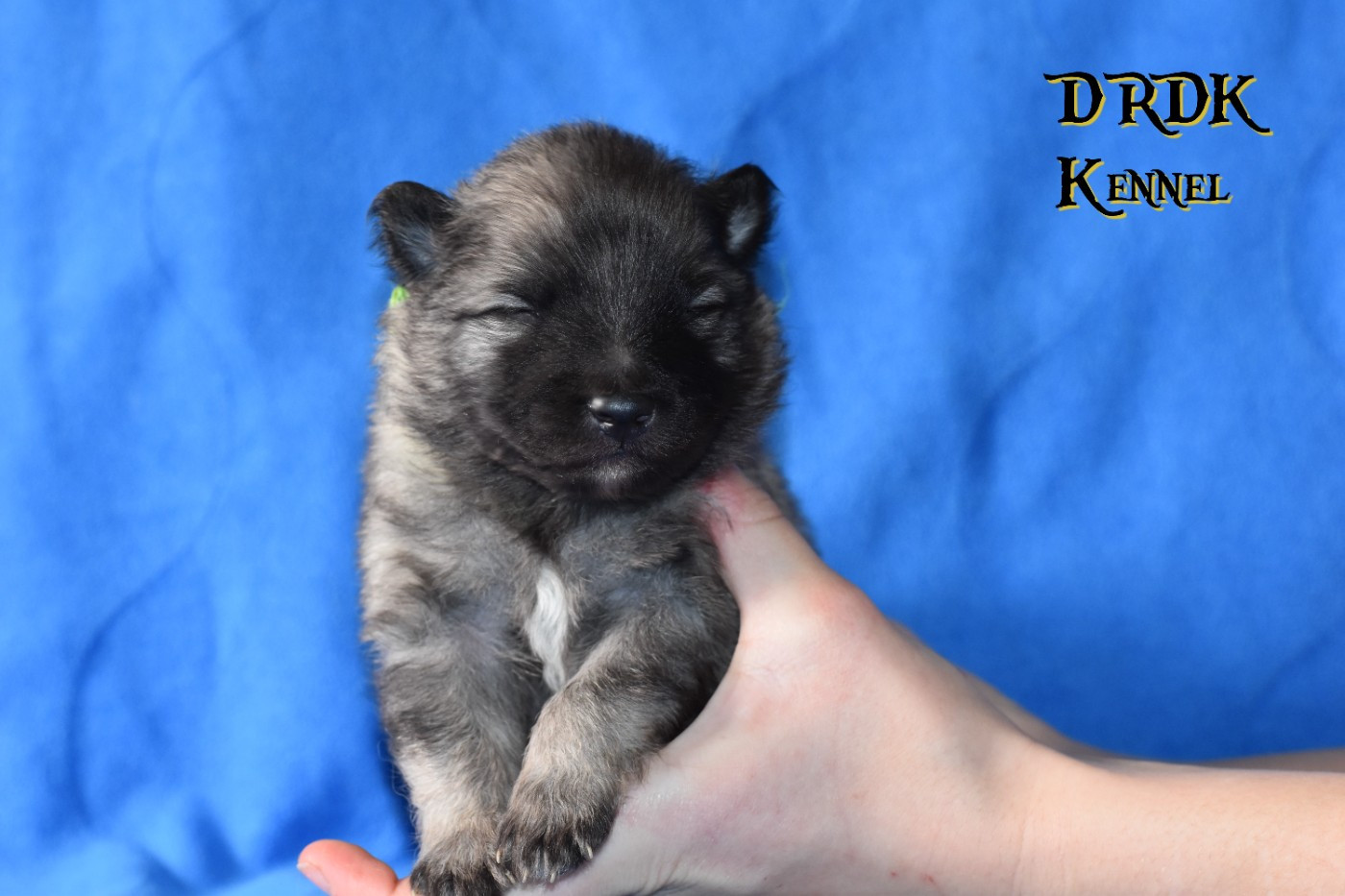 Du Royaume Des Khaleesis - Chiots disponibles - Spitz allemand
