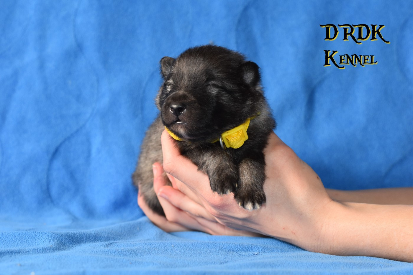 Du Royaume Des Khaleesis - Chiots disponibles - Spitz allemand