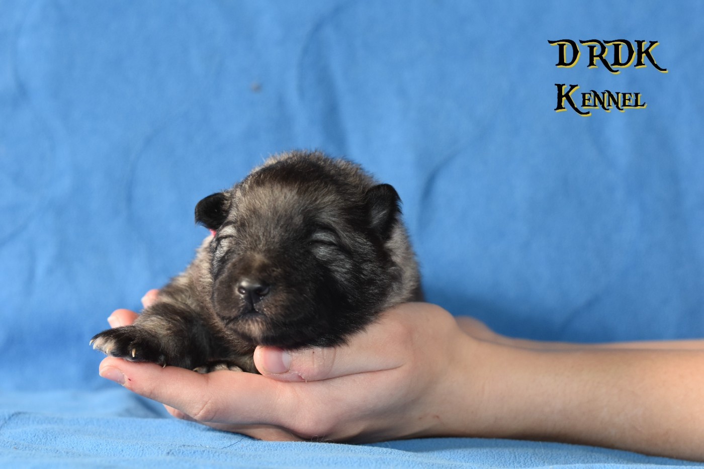 Du Royaume Des Khaleesis - Chiots disponibles - Spitz allemand