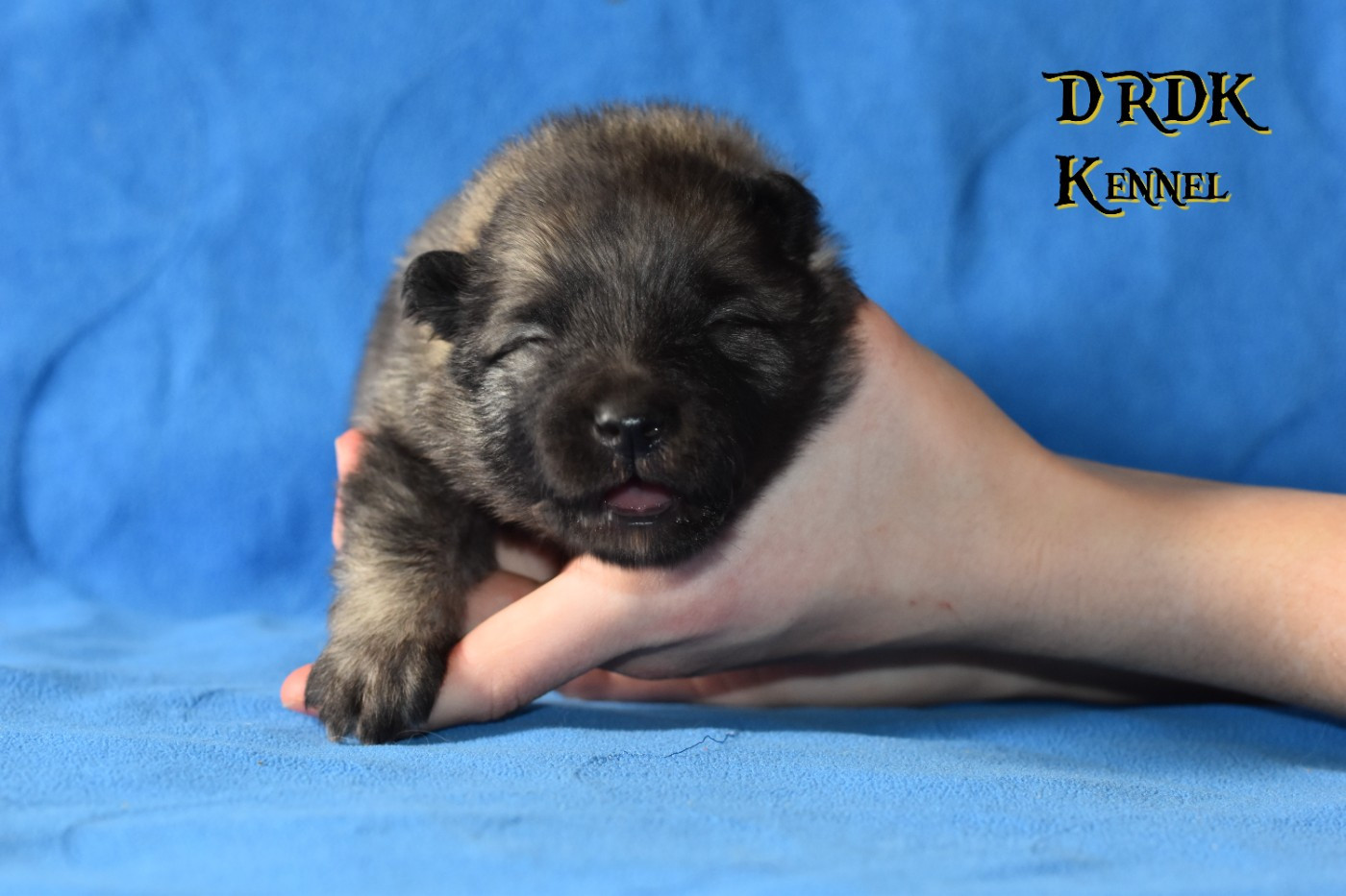 Du Royaume Des Khaleesis - Chiots disponibles - Spitz allemand
